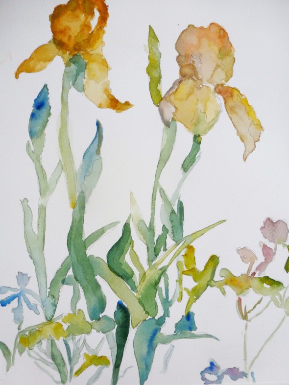 Yellow Irises_adj